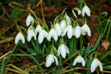 White flowers of Snowdrop, Galanthus, blossoming in the spring with early morning dew drops