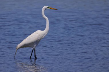Güneşli bir günde nehirde yiyecek arayan büyük balıkçıl kuşunun güzel bir görüntüsü.
