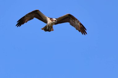 Mavi gökyüzünde uçan bir kartalın yakın çekimi.