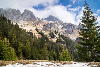 Arka planda ağaçlar ve dağlar olan güzel bir orman manzarası.