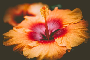A beautiful Shoeblackplant (Hibiscus Rosa-Sinensis) plant in full bloom