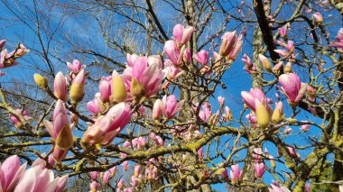 A closeup of pink Magnolia flowers on a tree
