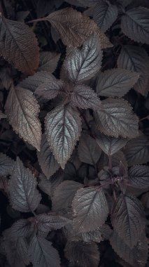 Bir çalılığın dikey mor yaprakları.