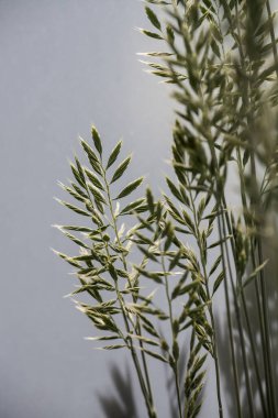 Bulanık bir arkaplan önünde çimen tohumlarının yakın plan çekimi