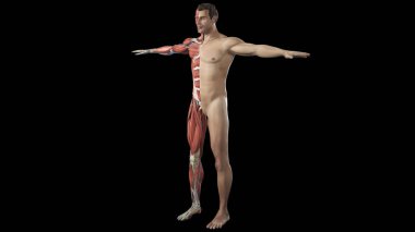 Siyah arka planda izole edilmiş yarım parçalı insan anatomisinin 3 boyutlu görüntüsü.