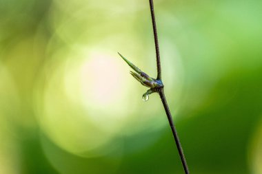 A closeup of a plant with water drop on a blurred background