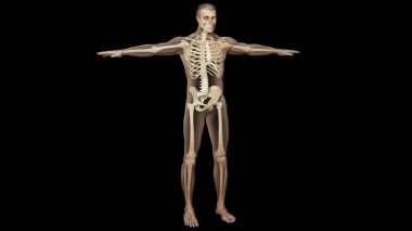 Opaklık derili insan anatomisi iskeletinin gerçekçi bir 3 boyutlu görüntüsü.