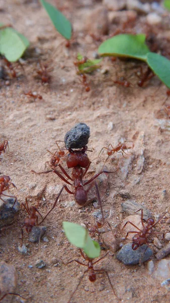 Vertical Closeup Shot Ants Carrying Stones Shelter —  Fotos de Stock