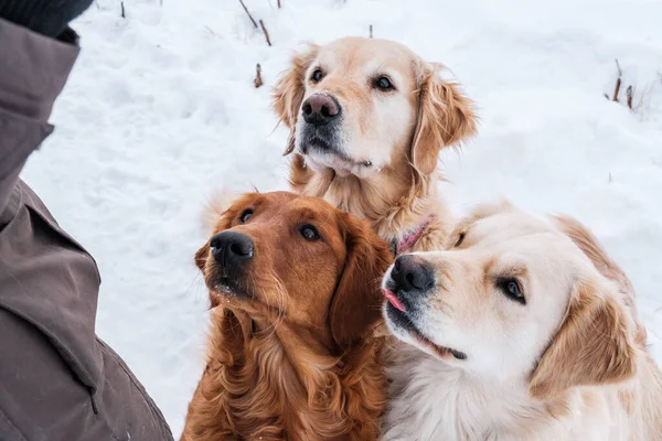 3 Cute Golden Relievers obedience training, one licks her lips waiting for a treat.