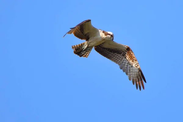 青い空を飛ぶ鷲のクローズアップ — ストック写真