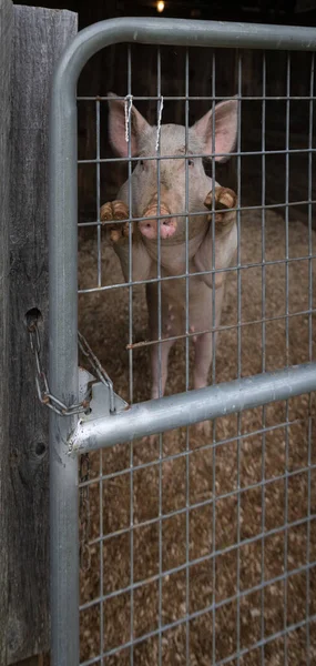 A closeup shot of a farm pig standing with its hooves on the grid fence of its pen in the farm
