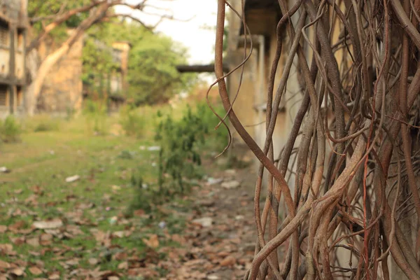 Closeup Shot Root Banyan Tree Climbing Old Abandoned Building Sunny — Stock Photo, Image