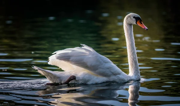 Gros Plan Cygne Muet Sous Genre Olor Nageant Dans Lac — Photo