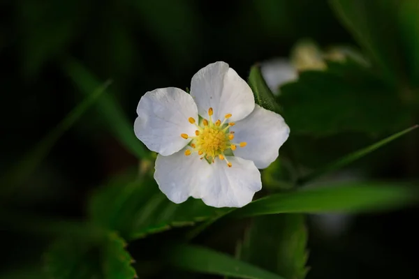 Closeup Wild Strawberry Green Leaves Forest — Stock Photo, Image