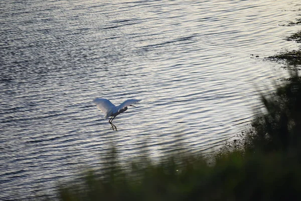 Scenic View White Little Egret Flying Water Rural Area — Stockfoto