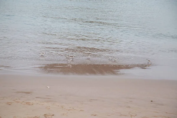 Fåglar Sand Med Havssurfing Stänk — Stockfoto