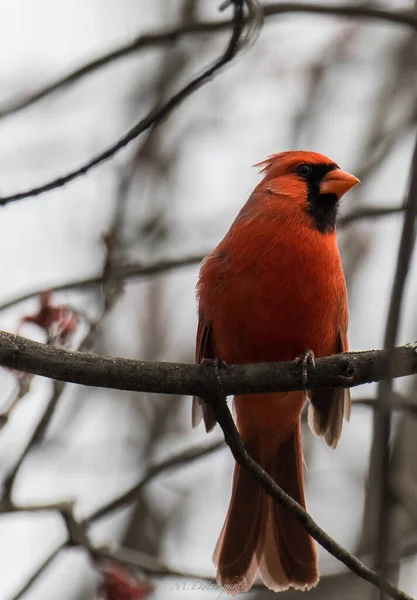 Vertical Shot Red Northern Cardinal Bird Perched Tree Branch — Stock Photo, Image