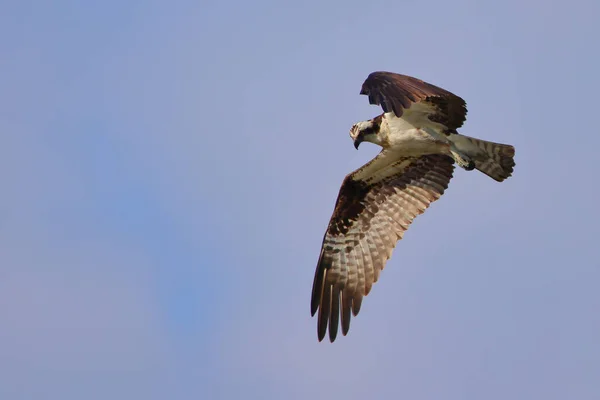 空を飛ぶ鷲のクローズアップ — ストック写真