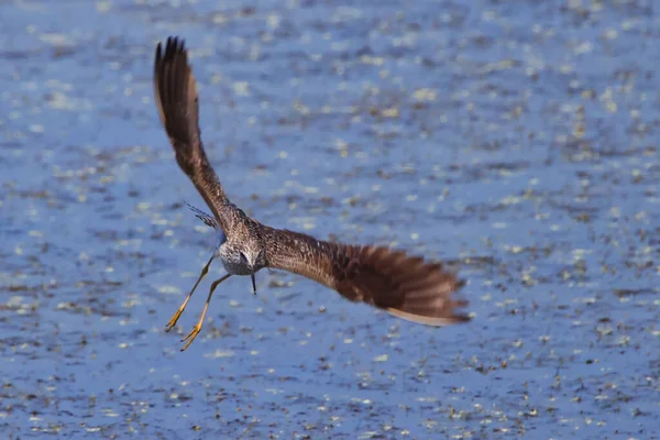 Closeup Lesser Yellowlegs Tringa Flavipes Water Surface — Foto de Stock