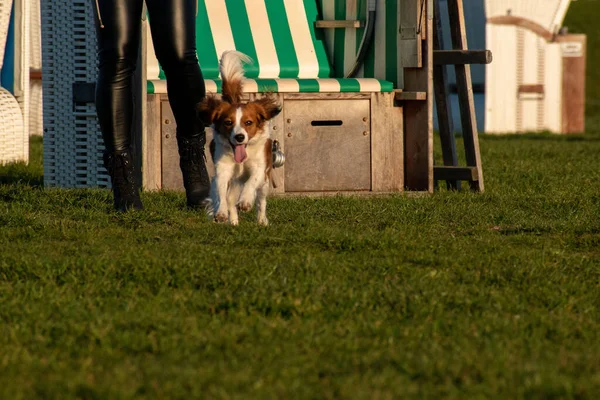 Close Shot Kooikerhondje Breed Dog Park — Stock Photo, Image