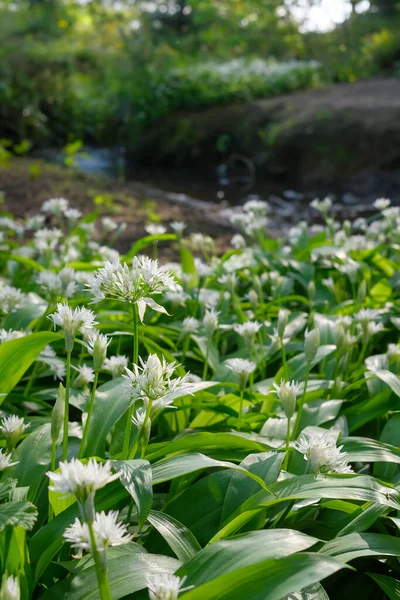 生长在曼彻斯特郡蒙顿村附近森林里的一条小河边的大蒜野花 — 图库照片