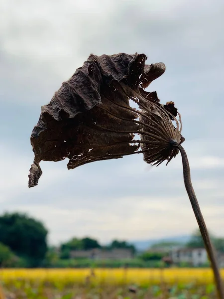 Vertical Closeup Shot Dried Brown Plant Leaf Meadow Blurry Background — Foto de Stock