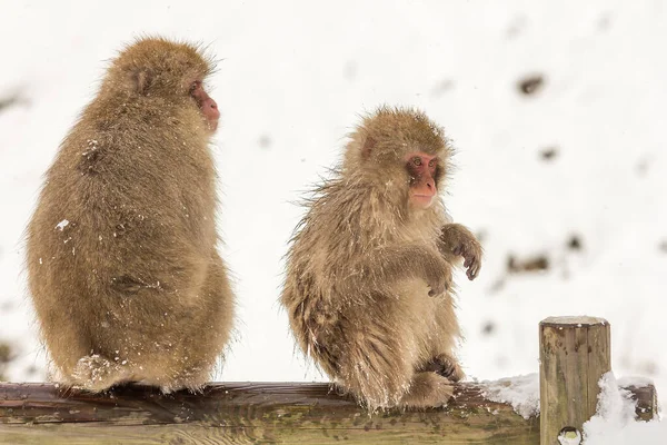 Closeup Shot Pair Macaque Monkeys Wood Snowfall — Stock Fotó