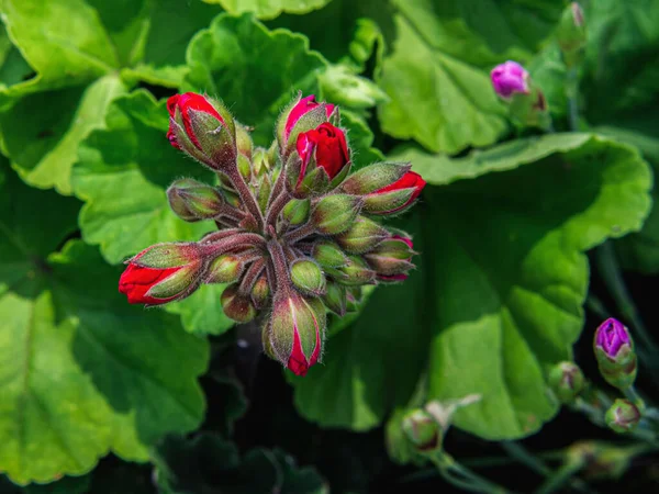 Een Close Shot Van Geranium Wazige Achtergrond — Stockfoto