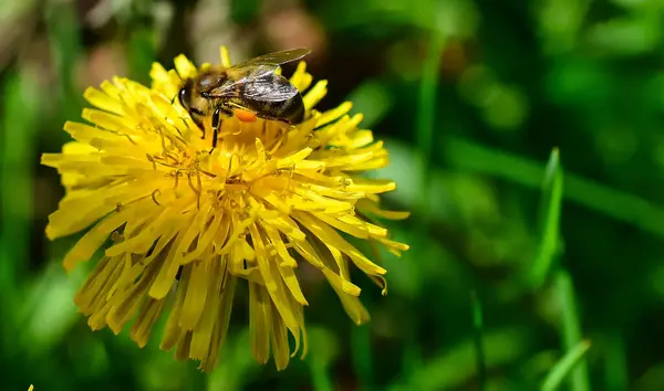 Zbliżenie Ujęcie Pszczoły Żółtym Kwiatku — Zdjęcie stockowe