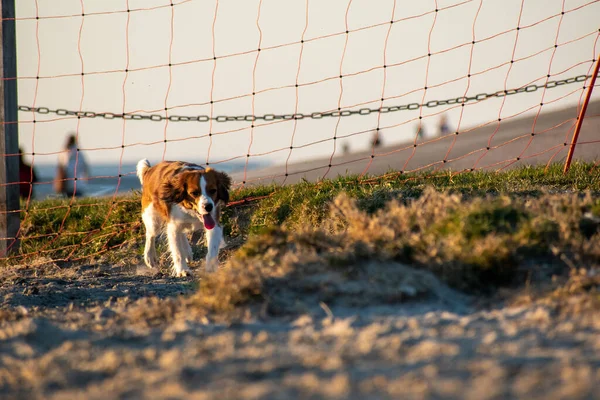 Adorable Kooikerhondje Dog Running Park — Stock Photo, Image