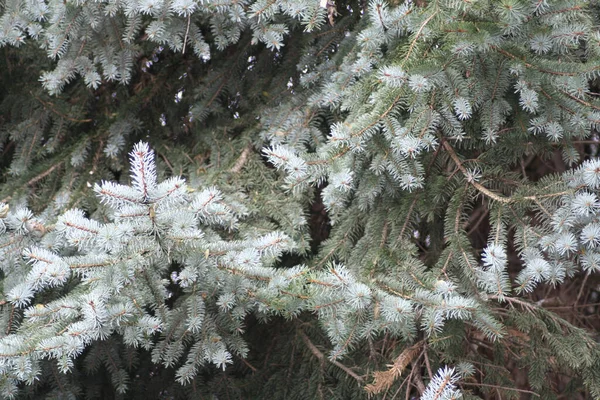 Closeup Shot Blue Spruce Tree Field — 스톡 사진