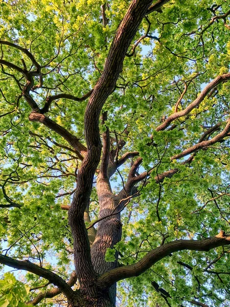 Knorriges Baumkronendach Mit Sattgrünen Blättern Hochwertiges Image — Stockfoto