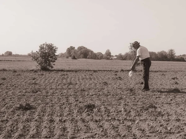 Oude Italiaanse Sterke Actieve Boer Die Zaden Plant Ploegende Biologische — Stockfoto