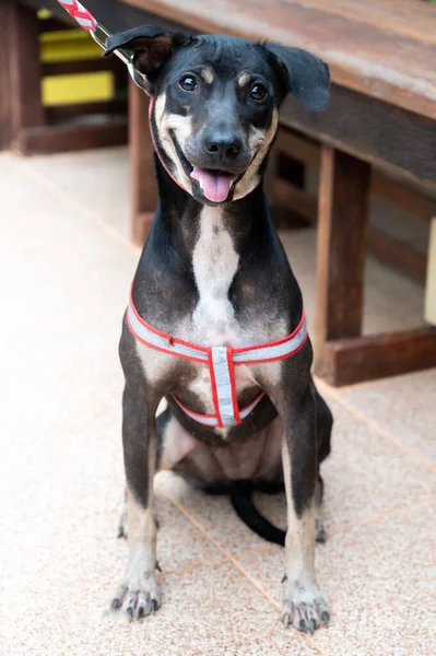 Tiro Vertical Cão Preto Com Rosto Feliz Livre Fundo Embaçado — Fotografia de Stock