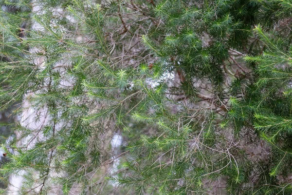 Κοντινό Πλάνο Πράσινου Κωνοφόρου Δέντρου Αυστραλιανό Θάμνο — Φωτογραφία Αρχείου
