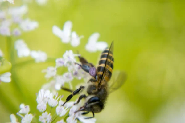 Bee Collecting Nectar Flower Coriander Scientific Name Coriander Coriandrum Sativum — Stock Photo, Image