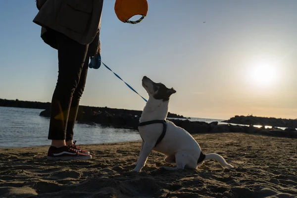 Beautiful Jack Russell Terrier Dog Beach Playing Owner — Stock Photo, Image