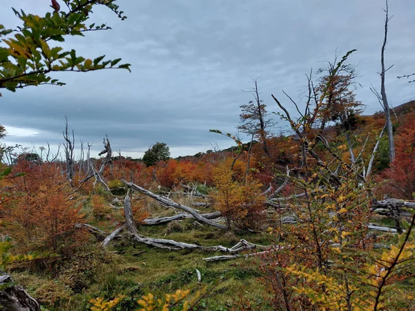 Beautiful Landscape Autumn Trees — Stock Photo, Image