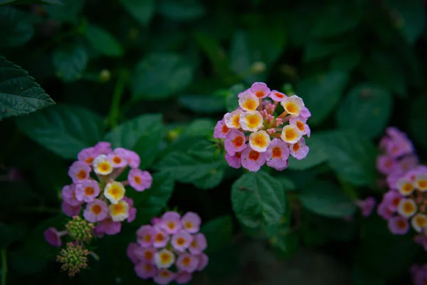 Closeup Shot Beautiful Lantana Flowers — Stock Photo, Image