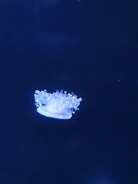 Beautiful Shot Blue Jellyfish Underwater Dark Background — Fotografia de Stock