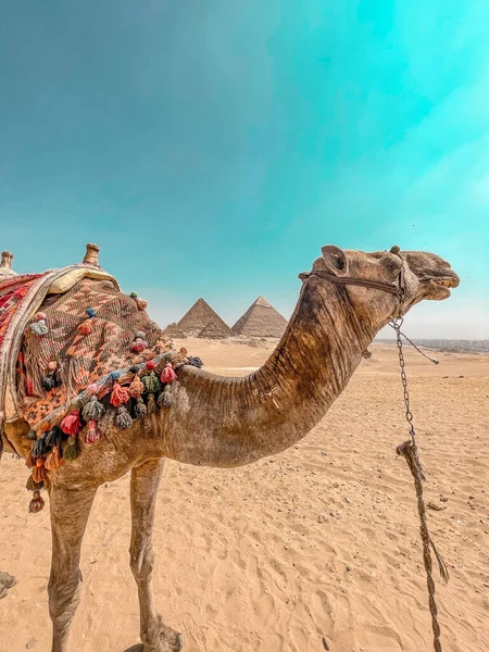 一头骆驼与埃及开罗吉萨金字塔的垂直特写 — 图库照片