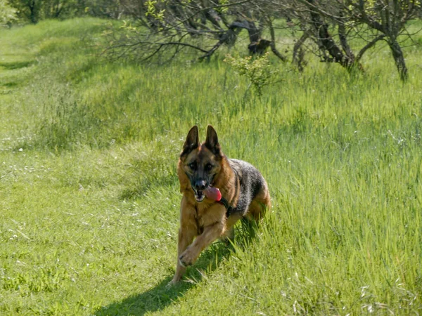 Portræt Tysk Hyrdehund Landet - Stock-foto