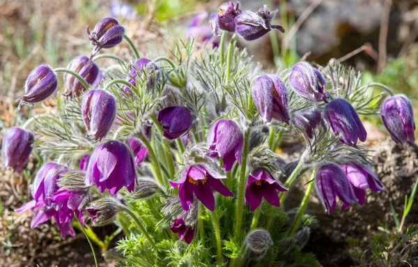 Eine Nahaufnahme Mit Pulsatilla Grandis Blüten Natürlich — Stockfoto