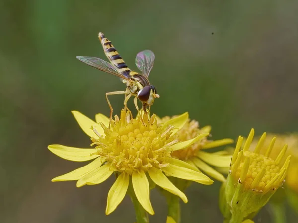 Scenic View Hoverfly Perched Yellow Flower Blurred Background — Stock Photo, Image