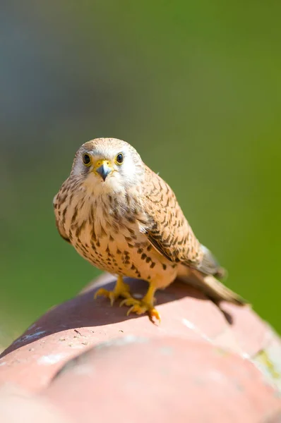 Selective Lesser Kestrel Falco Naumanni — Stock Photo, Image