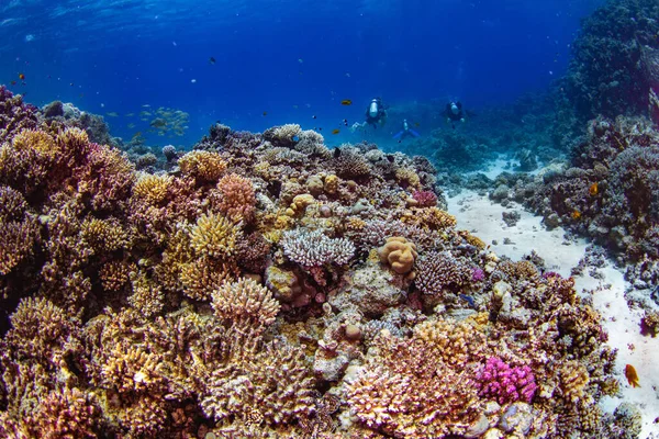 Scenic View Colorful Various Fish Swimming Underwater Corals — Stock fotografie