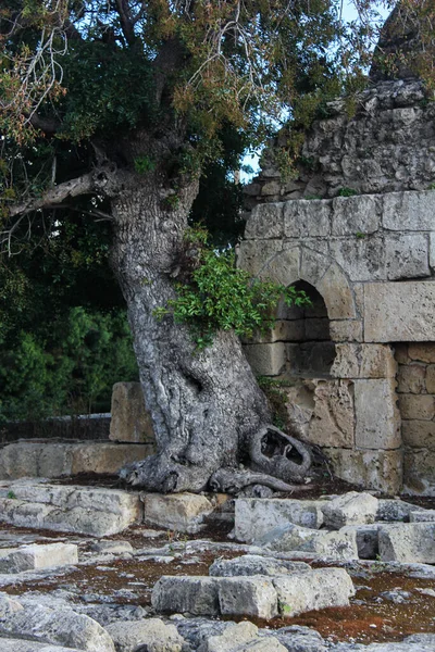 Old Tree Ancient Ruins — Fotografia de Stock