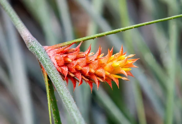 赤と黄色の葉を持つ熱帯植物に成長するパイナップルコモスの花のクローズアップ — ストック写真
