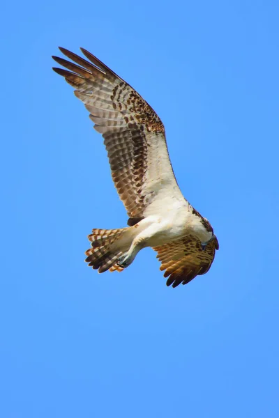 Vertical Shot Osprey Pandion Haliaetus Also Known Sea Hawk Flying — Stockfoto