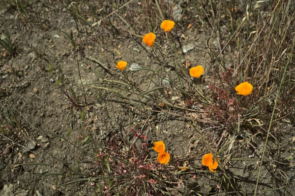 黄金のポピーの花の選択 — ストック写真